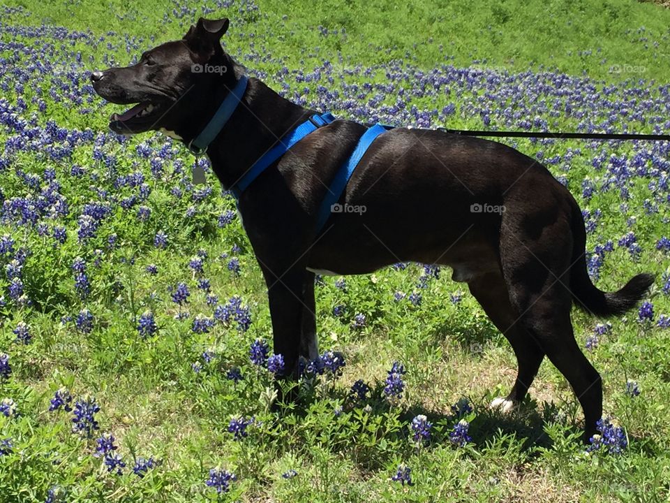 Dog in bluebonnets