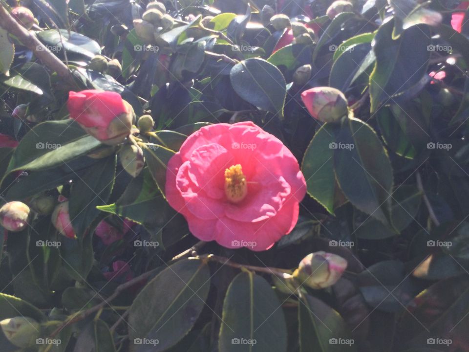 Camellia in a Garden 