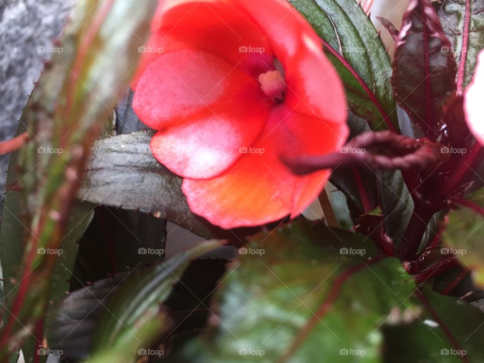 Red flowers