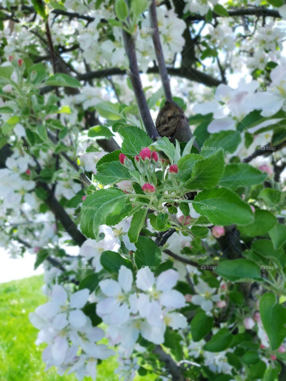 apple tree blooms