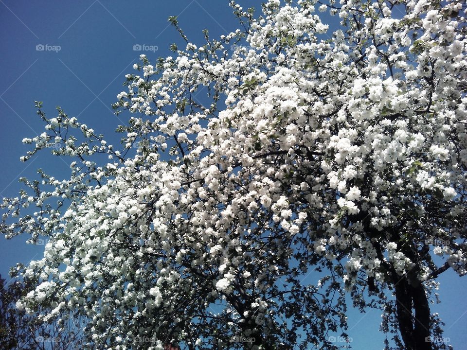 Tree, Flower, Branch, Season, Cherry