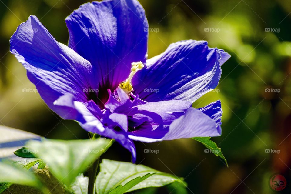 Flower in a garden . A purple flower in a garden 