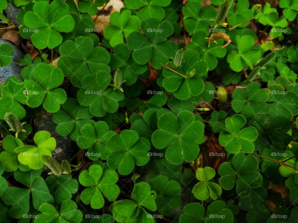 A little bit of clover in the garden