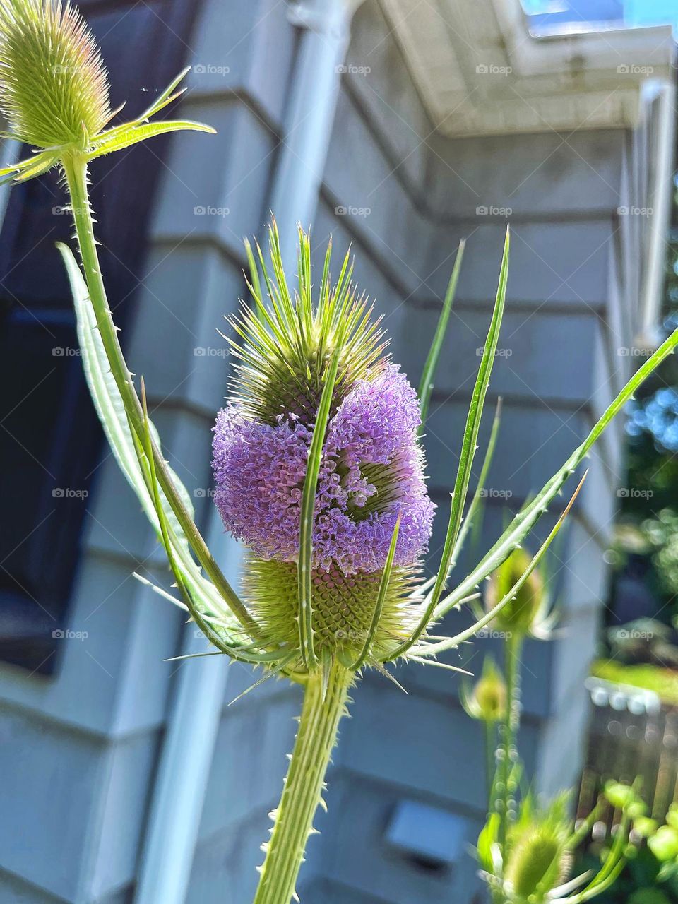 The teasel seeds my gran took from Jane Austin’s have finally flowered 