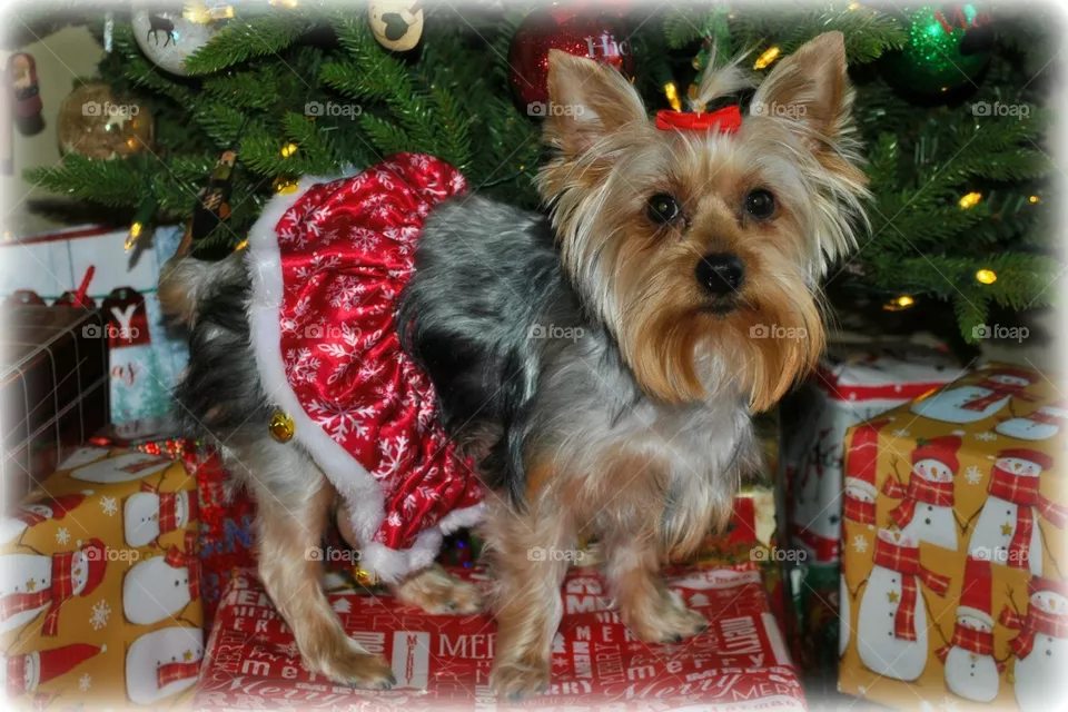 Pretty at Christmas 