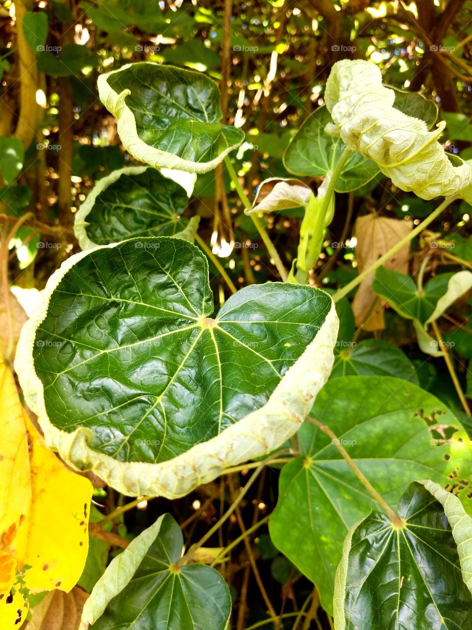 Leaf, Nature, Flora, No Person, Color