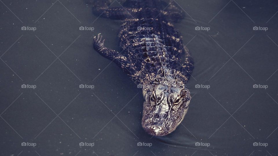 Gator