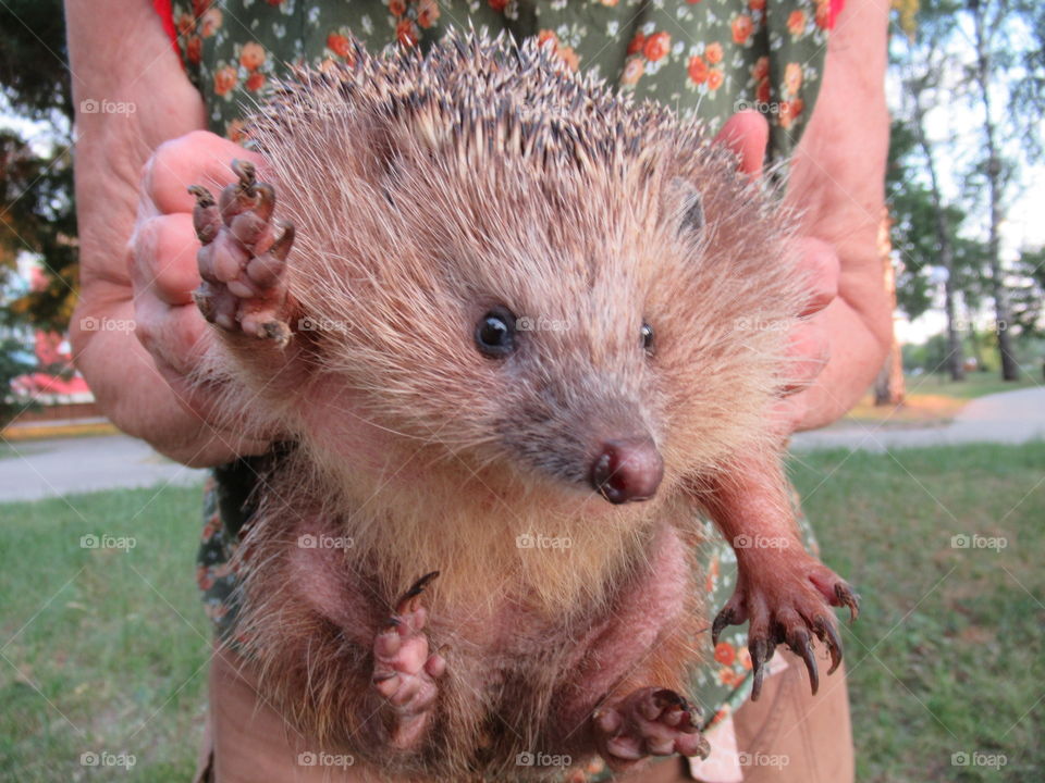wild hedgehog became a pet