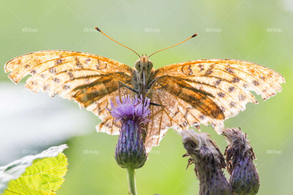 Close up on butterfly drinking nectar from purple flower 