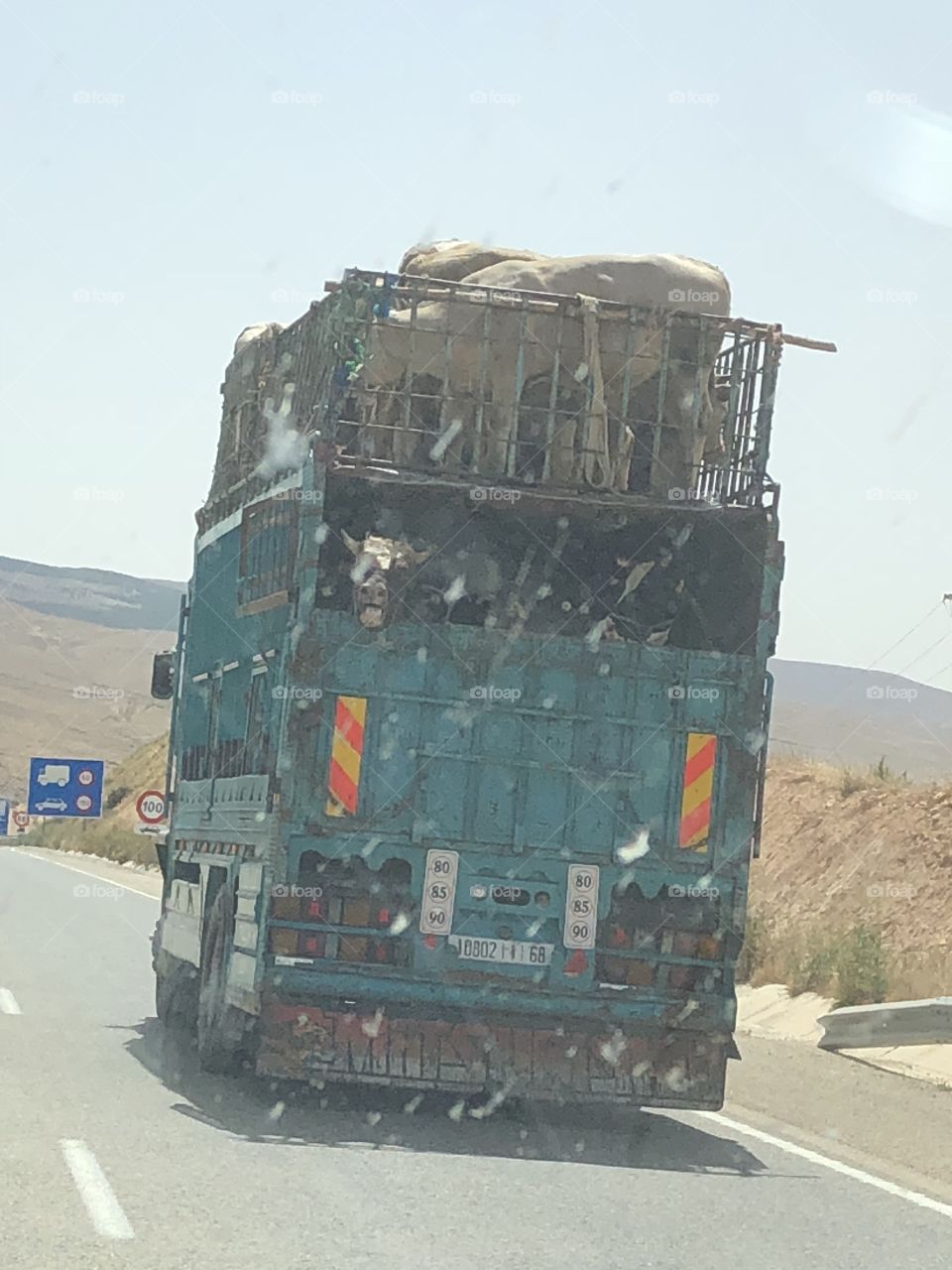 Cows on a truck Morocco 