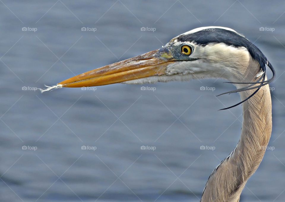  it is physically impossible to focus your gaze on two different points at the same time, and so if you are looking intently at another person's or animal’s face, you can indeed focus on only one eye, and not on both of eyes simultaneous