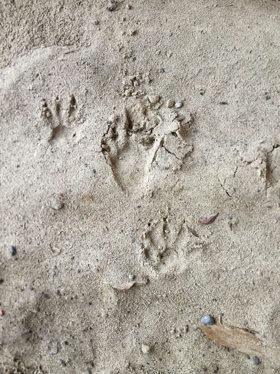 Great picture of raccoon print in the sand today Such a fat little feet and prominent clause