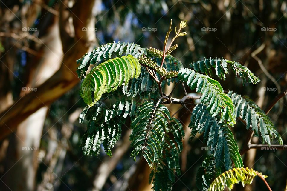 Green Plant 