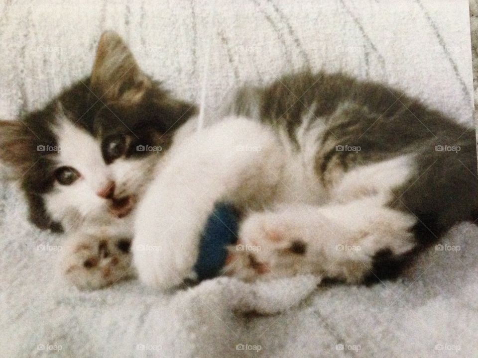 I took this photo of my kitten approximately 35 years ago. She is playing with a ball on a string.