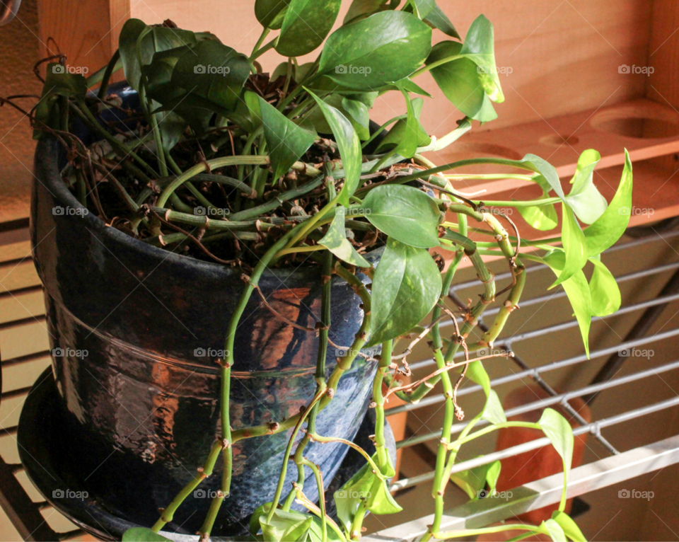 Plant and empty wine box