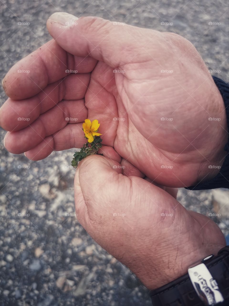 Memory view hand happy yellow flower beauty nature form shape day part green plant man human body wrap