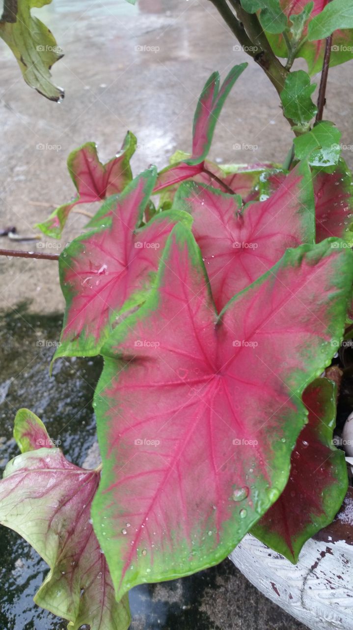 plant on red