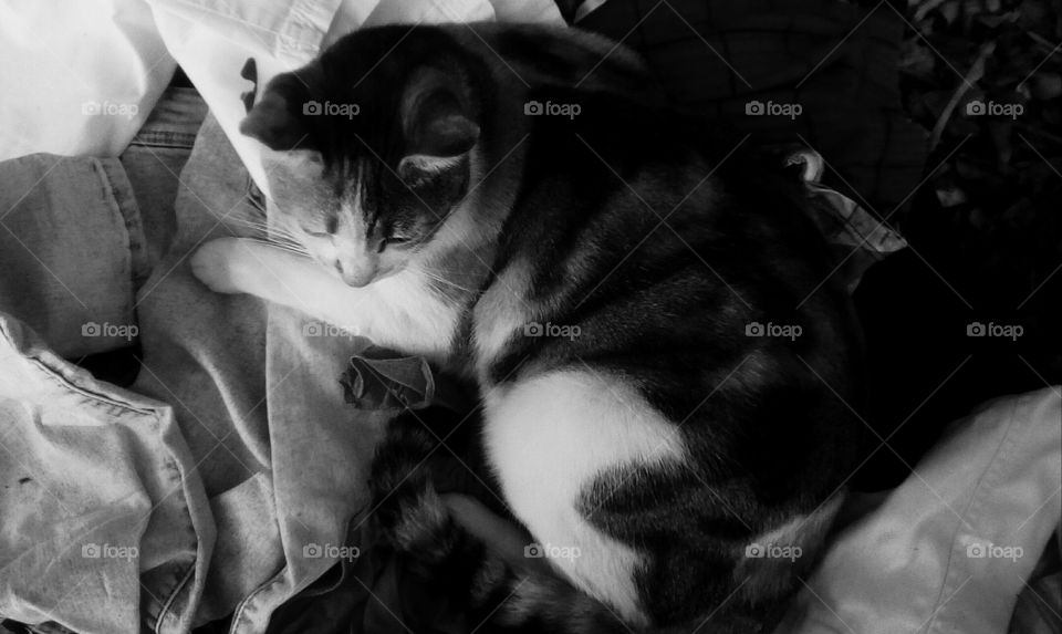 Furry cute young cat sleep on diverse old
pans#The image is in monochrome