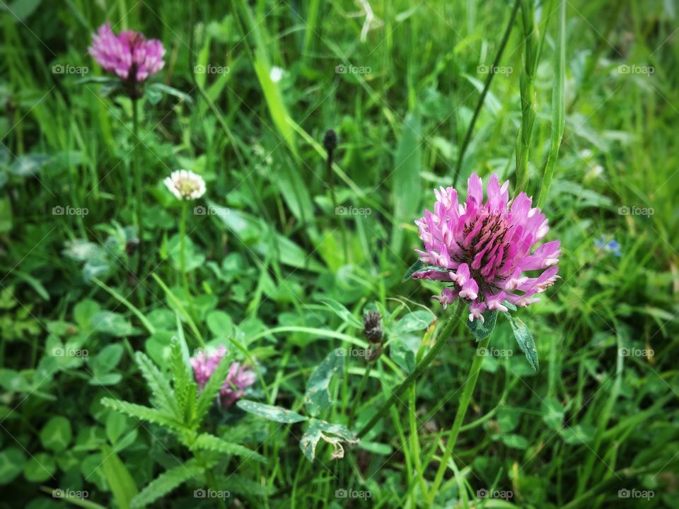 Wild clover in flower ... 💜