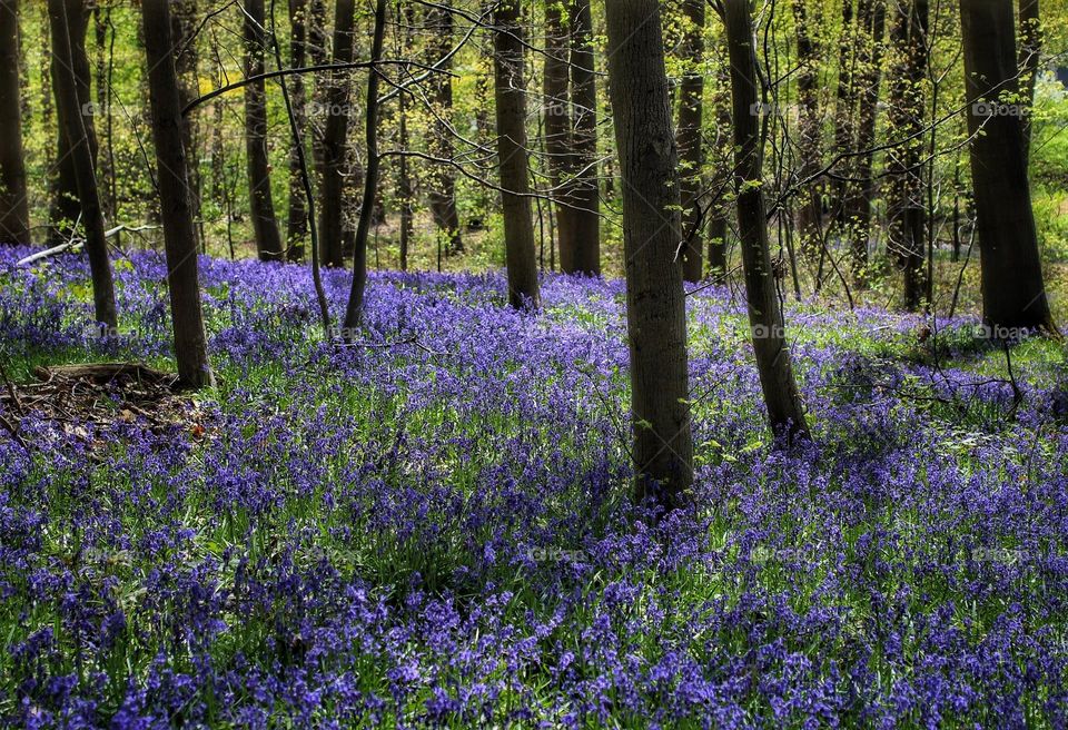 Bluebells in the forest