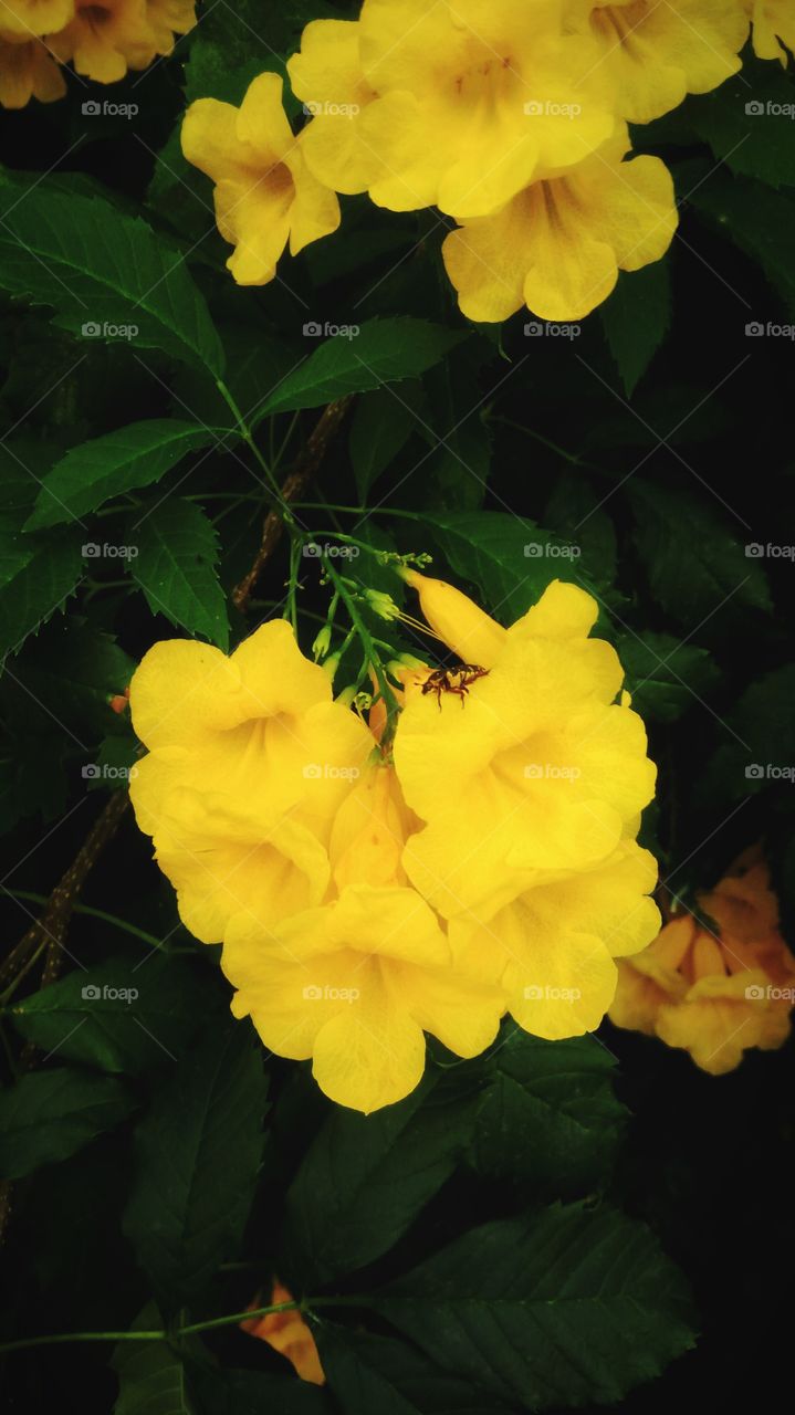 Beautiful yellow flowers with green leaves background