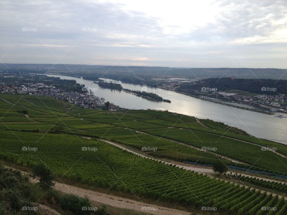 Rhine River Vineyards 