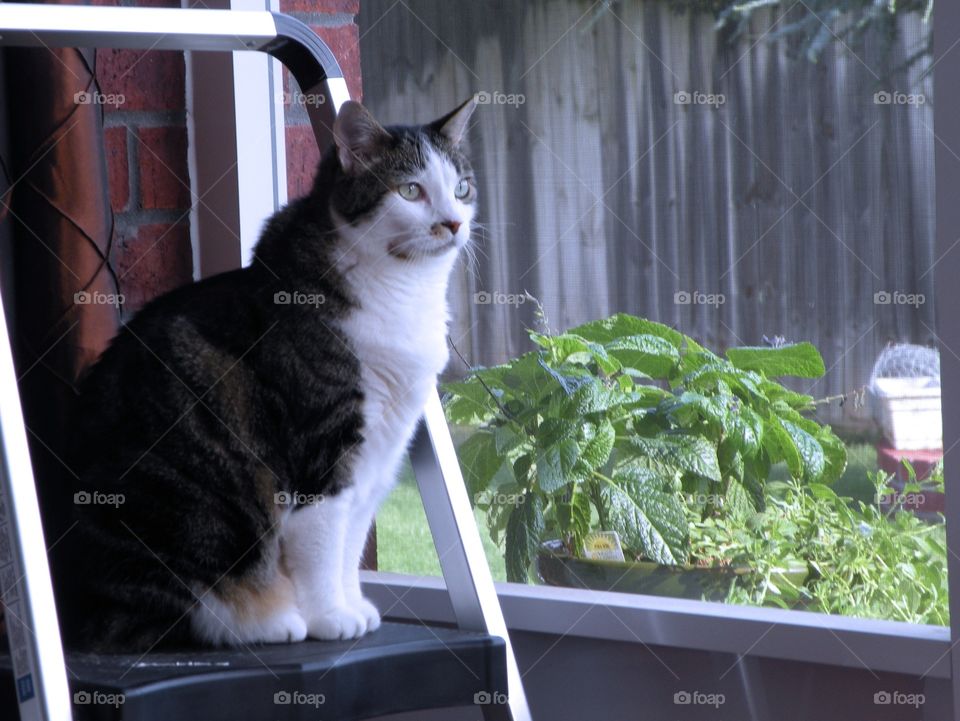 Brown and white tabby looking out side 