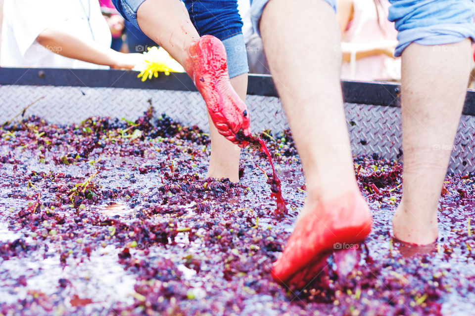 wine to be. stomping on grapes to make wine.