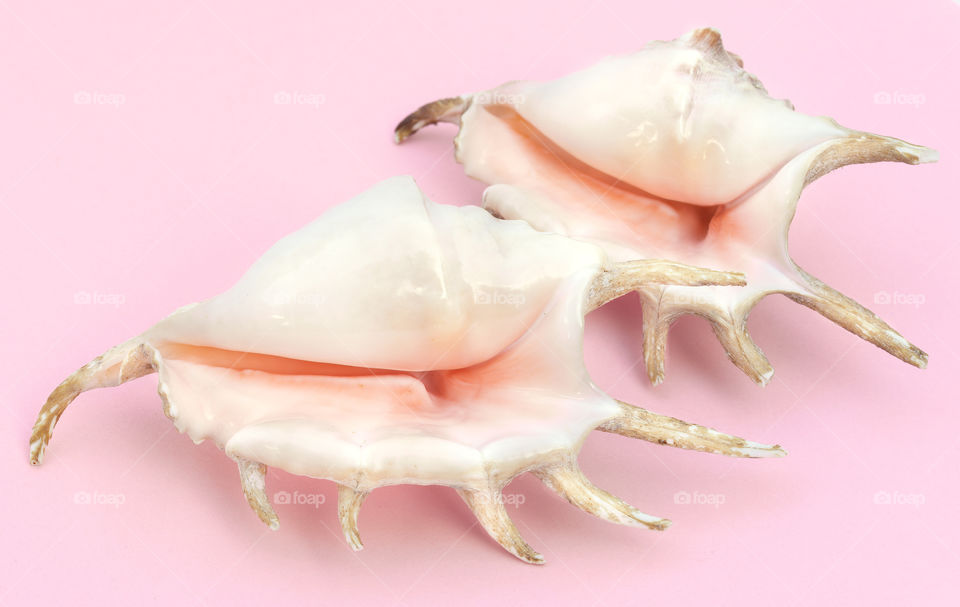 Two pink spider Conch Shells on  pink background.