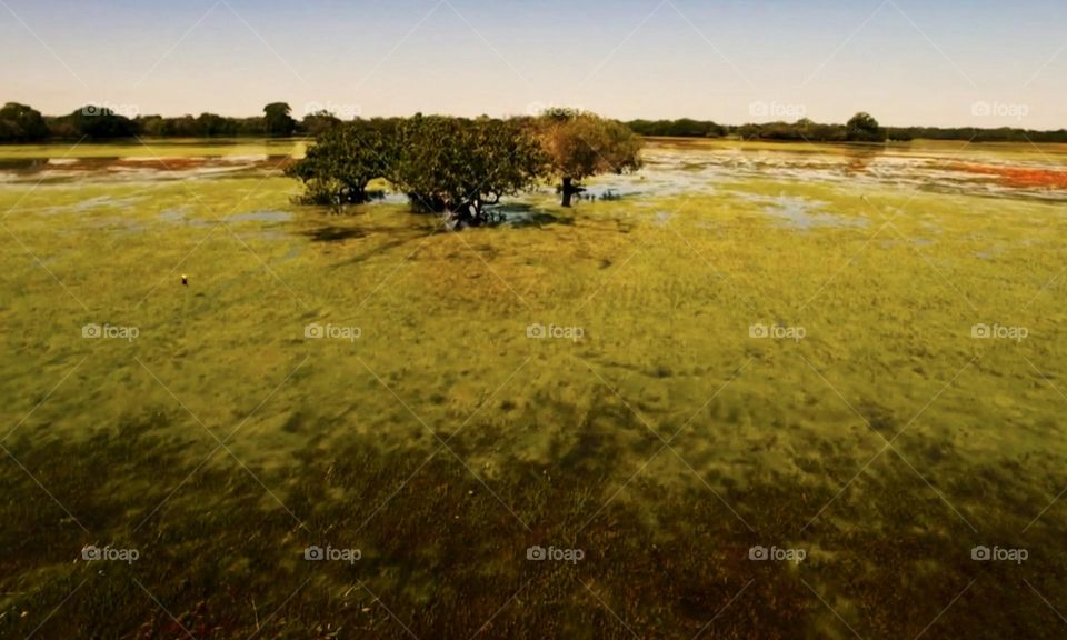 Pantanal aerial view, Brazil