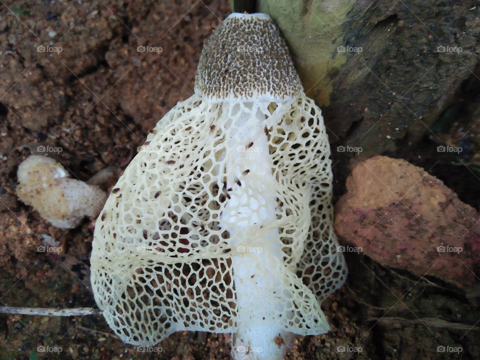 beautiful wild mushrooms