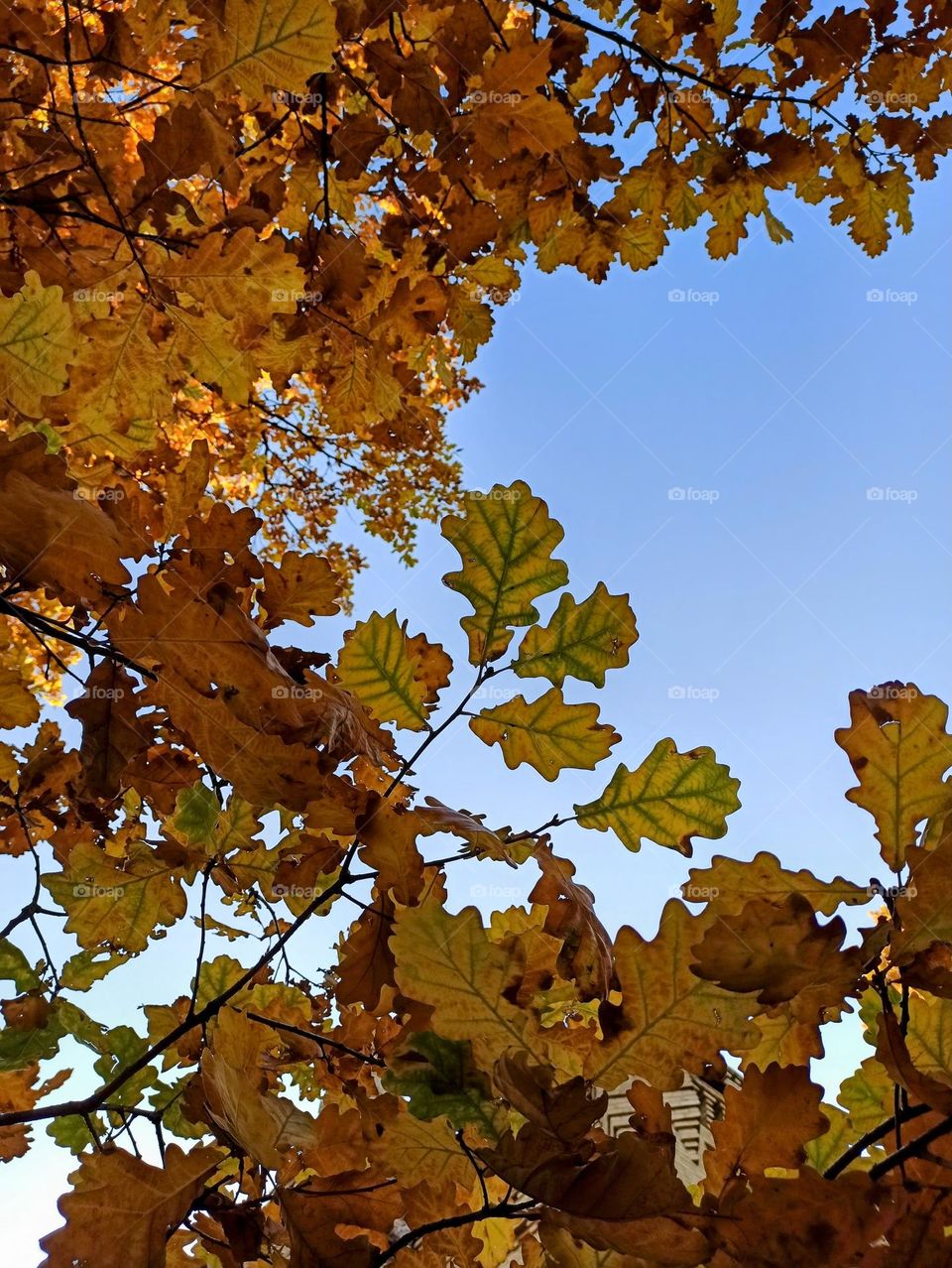 Fall Wins! (Bonus Exclusive Mission)