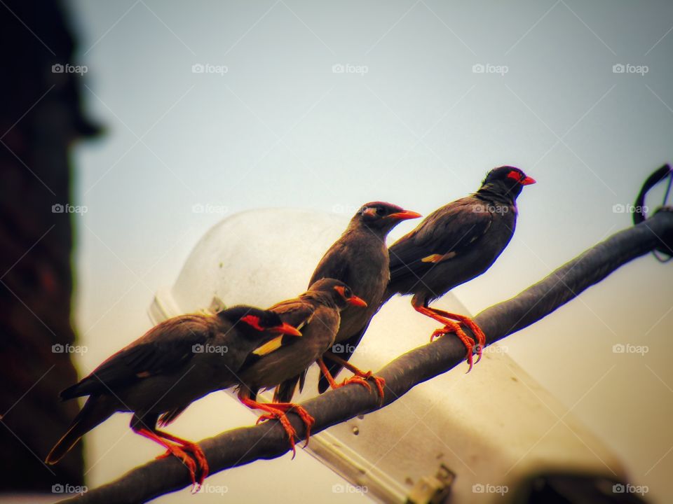 Bank myna (Acridotheres ginginianus) is a myna found in northern parts of South Asia. It is smaller but similar in colouration to the common myna but differs in having a brick red bare skin behind the eye in place of yellow.