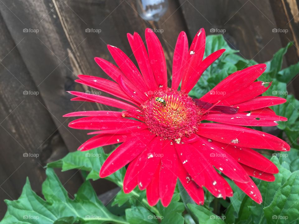Red daisy flower