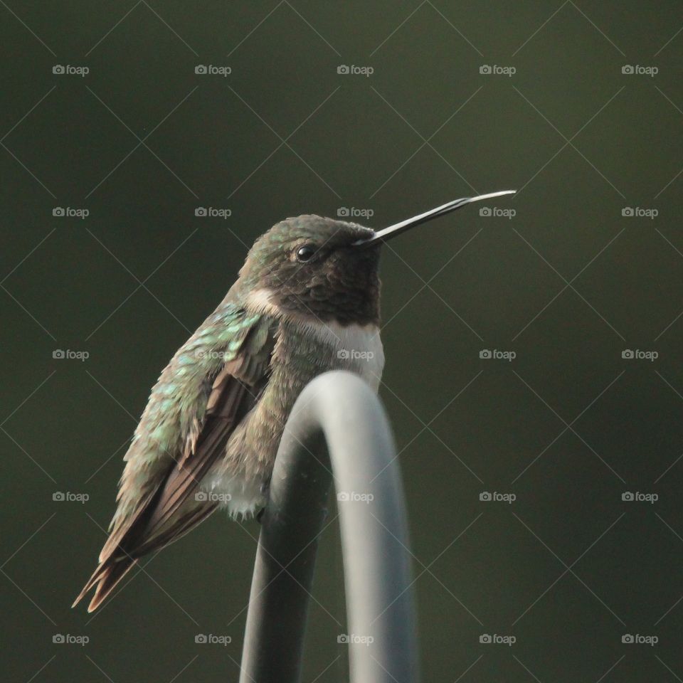 Hummingbird. Georgia Mountains