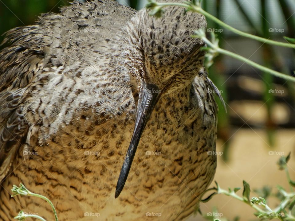 California Coastal Curlew Waterfowl
