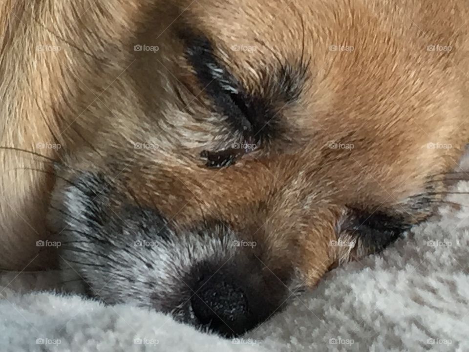 Sleepy Dog  close-up