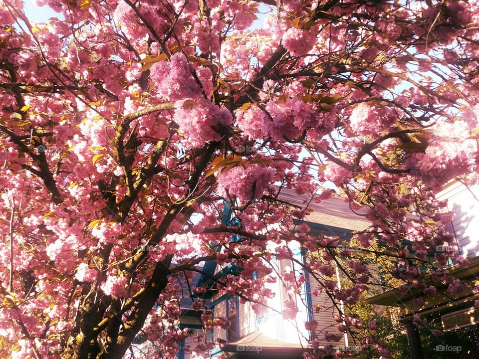 cherry blossoms in northwest Portland