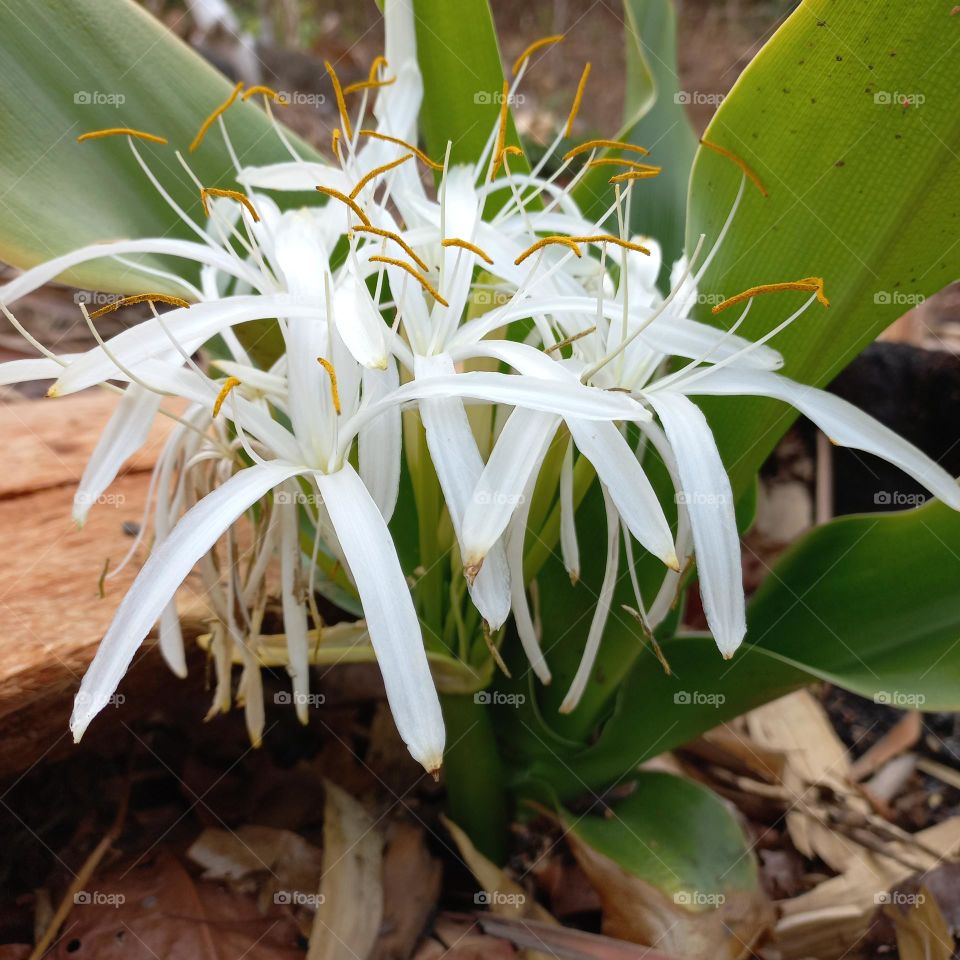White-flowered lilies are able to flower during long dry seasons
