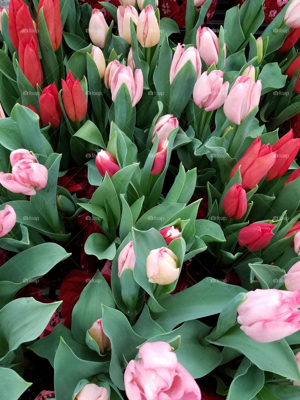 Tulips