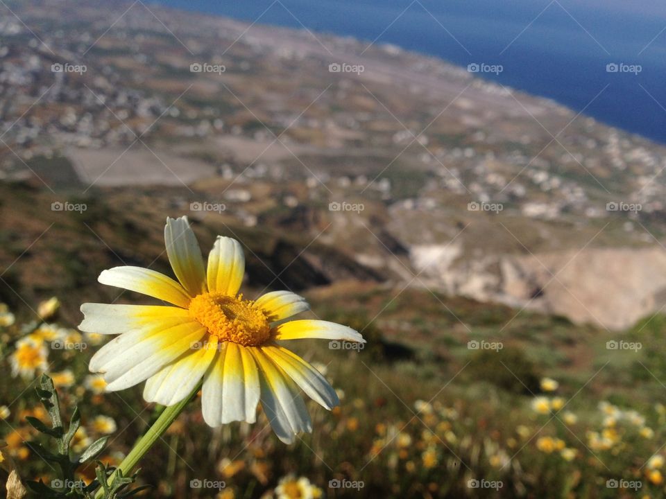 View of flower and landscape