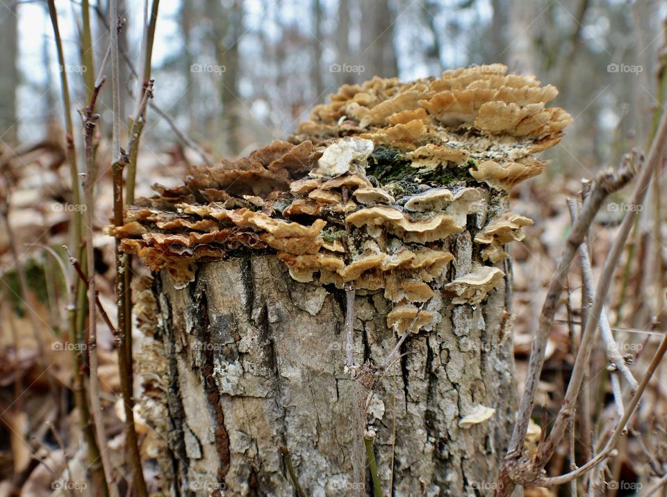 Mushrooms on the tree trunk