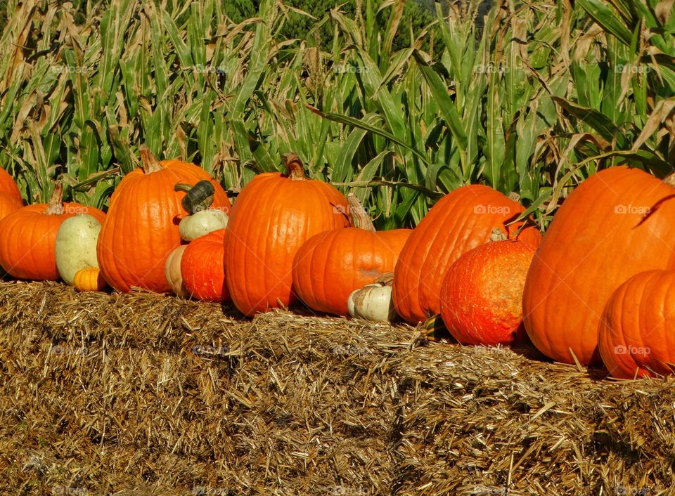 Pumpkin Patch