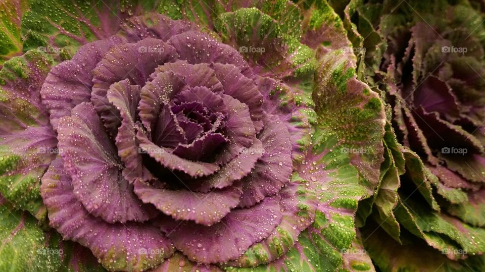 violet cabbage