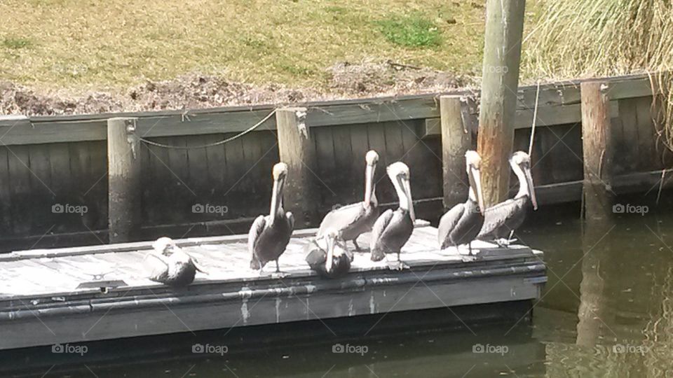 perched pelicans