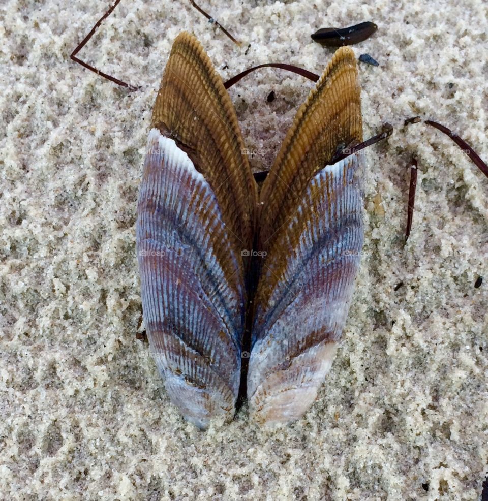 One shell of a butterfly!