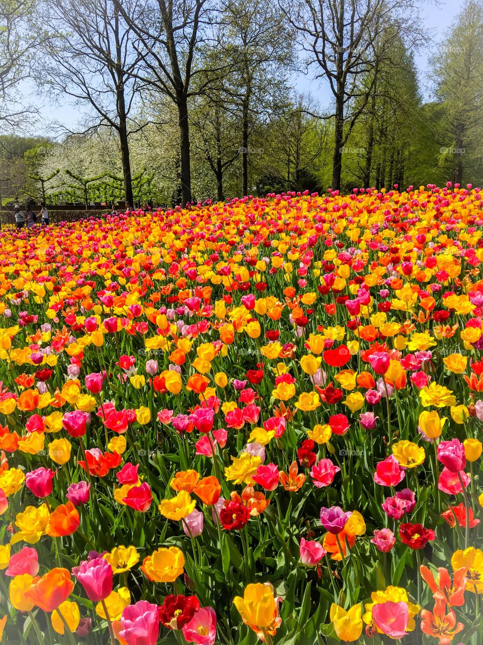 Keukenhof Colorful tulips 