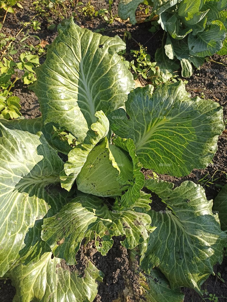 White cabbage
