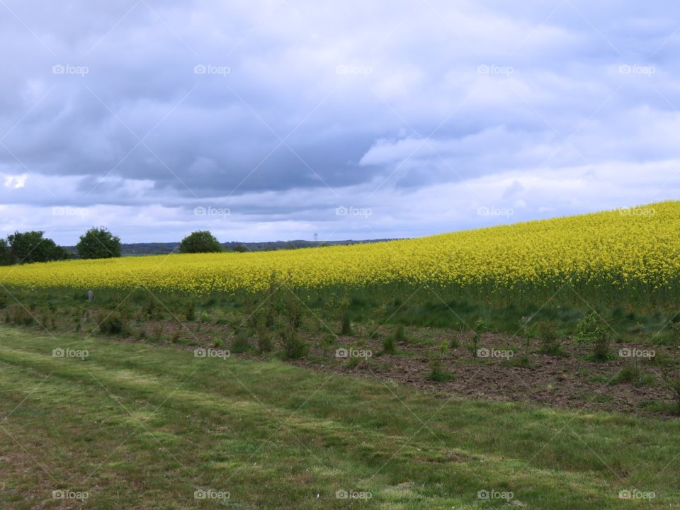 Yellow flowers 