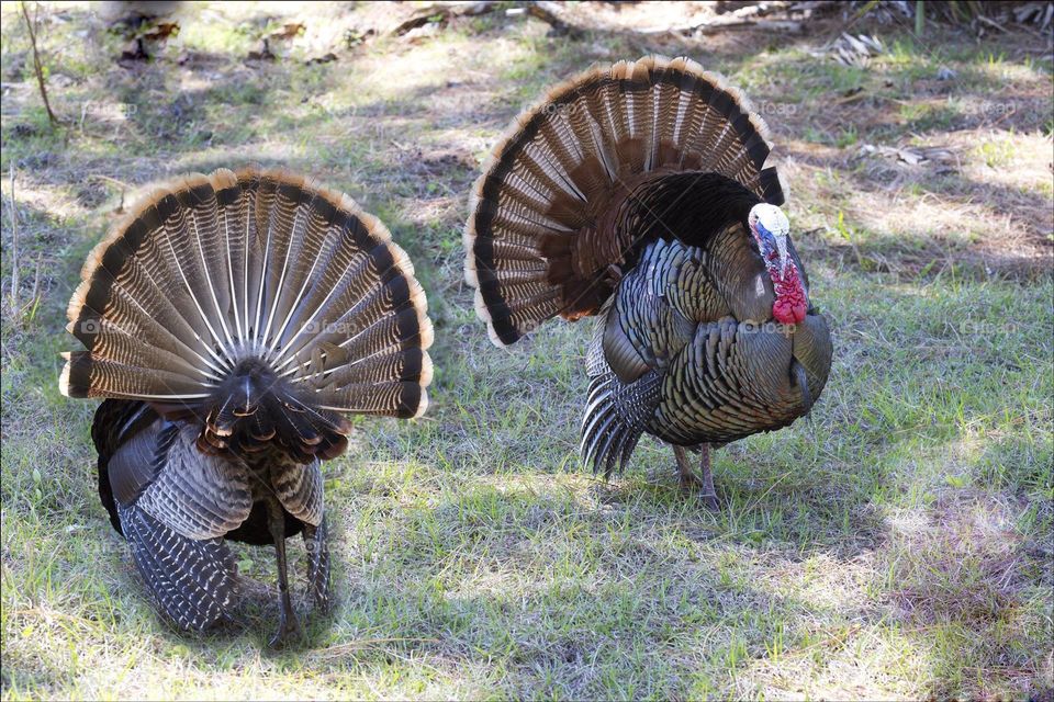 Turkeys in full display forward and backwards.